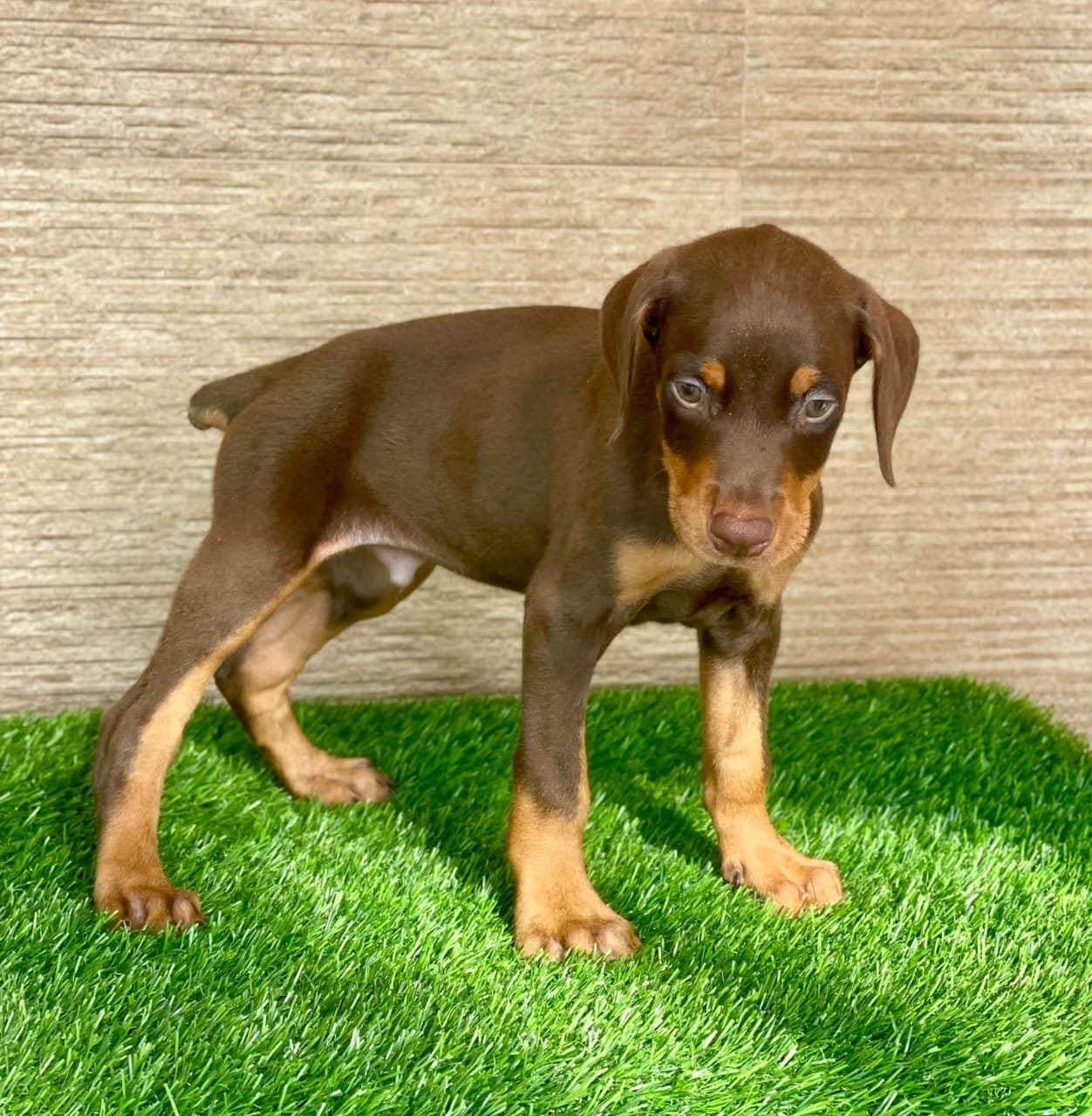 Order Female Doberman Puppy from Jaipur